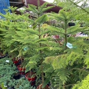 Thriving Garden Centre & Nursery