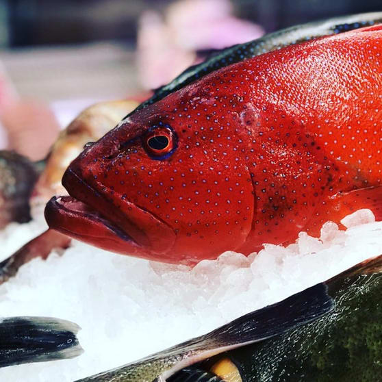 FRESH Fish Shop Amazing opportunity- EBS