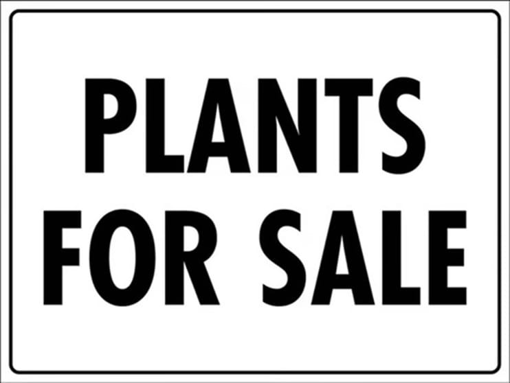 Wholesale Plants 45years One Owner Wholesale Plants 45years One Owner