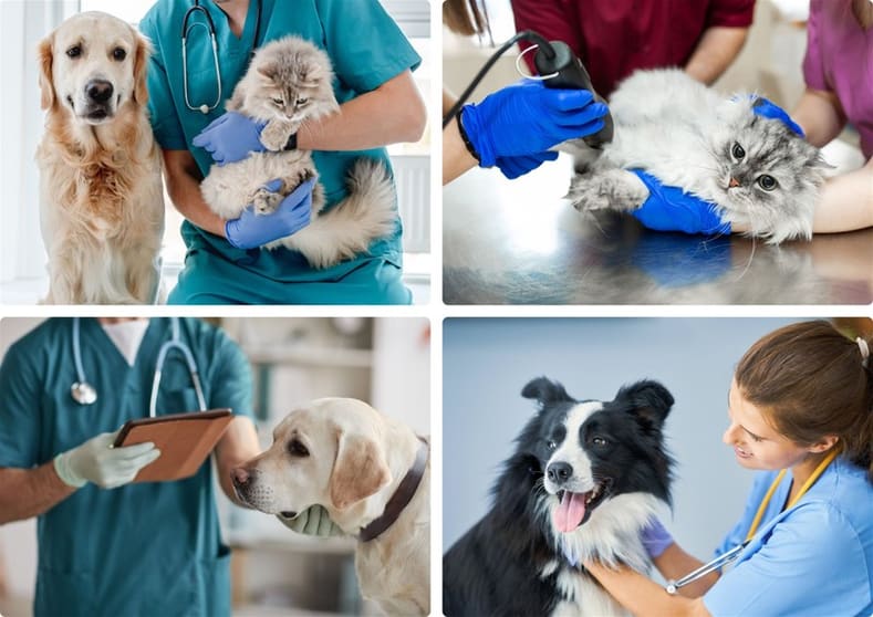 --UNDER OFFER --Exceptional Veterinary Business for Sale South East Of Victoria --UNDER OFFER --Exceptional Veterinary Business for Sale South East Of Victoria