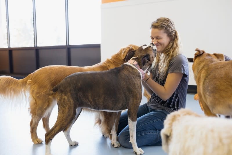 Strongly Positioned Doggy Day Care Business - SOLD Strongly Positioned Doggy Day Care Business - SOLD