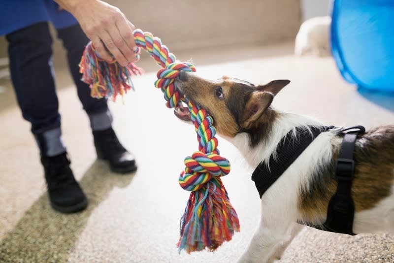 Strongly Positioned Doggy Day Care Business - SOLD Strongly Positioned Doggy Day Care Business - SOLD