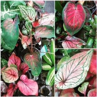 Thriving Garden Centre & Nursery