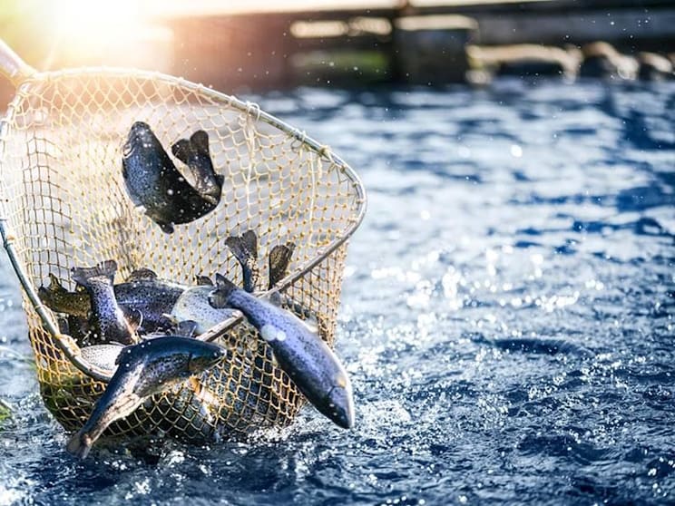 Profitable Commercial Fishing Business for Sale - NSW Coastal Profitable Commercial Fishing Business for Sale - NSW Coastal