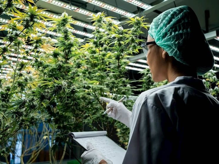 End to End Solution for the Medicinal Cannabis Industry End to End Solution for the Medicinal Cannabis Industry