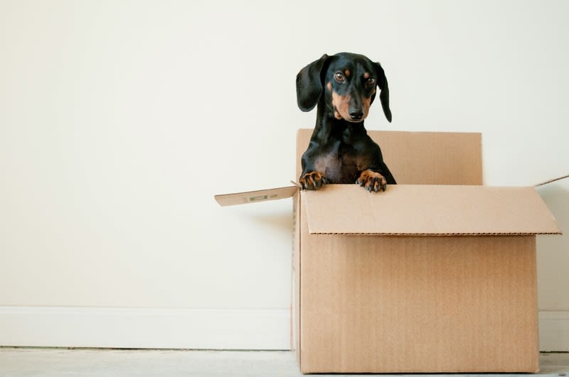 For Sale: Thriving Pet Store Business in Surry Hills For Sale: Thriving Pet Store Business in Surry Hills