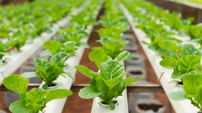 Longstanding & Scalable Fish & Vegetable Production Wholesaler and Restaurant Longstanding & Scalable Fish & Vegetable Production Wholesaler and Restaurant