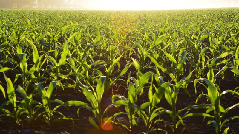 Longstanding & Scalable Fish & Vegetable Production Wholesaler and Restaurant Longstanding & Scalable Fish & Vegetable Production Wholesaler and Restaurant