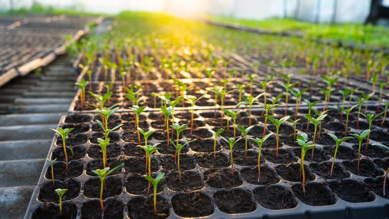 Freehold Production Nursery & Residence - SEQ - Quality Operation Freehold Production Nursery & Residence - SEQ - Quality Operation