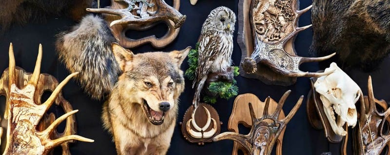 Premier Australian Taxidermy Supplies Business - AF1522 Premier Australian Taxidermy Supplies Business - AF1522