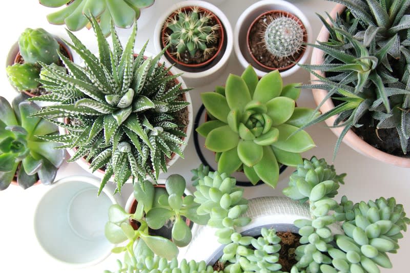 Garden Supplies & Nursery Garden Supplies & Nursery