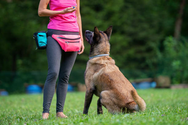 Melbourne's Go-To Dog Training Business PF1536 Melbourne's Go-To Dog Training Business PF1536