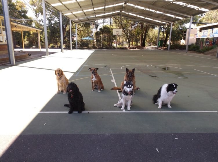Melbourne's Go-To Dog Training Business PF1536 Melbourne's Go-To Dog Training Business PF1536