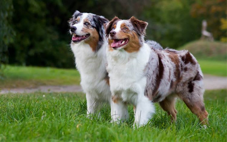 Melbourne's Go-To Dog Training Business PF1536 Melbourne's Go-To Dog Training Business PF1536