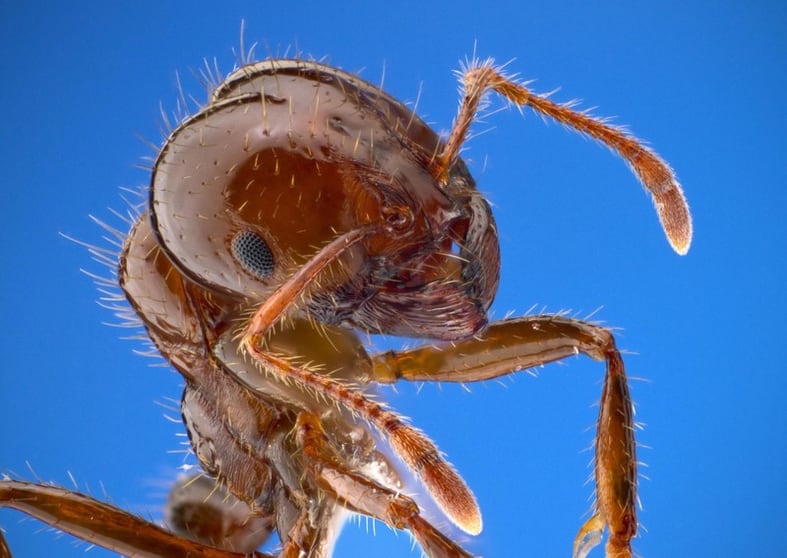 Pest Control - Termite Specialist