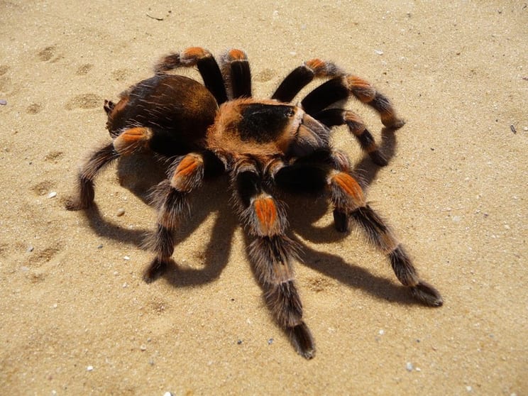 Pest Control - Termite Specialist
