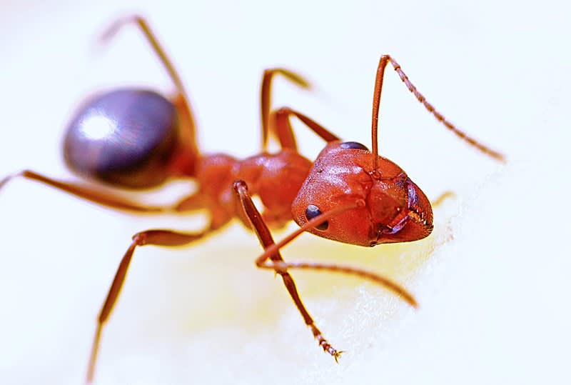 Pest Control - Termite Specialist