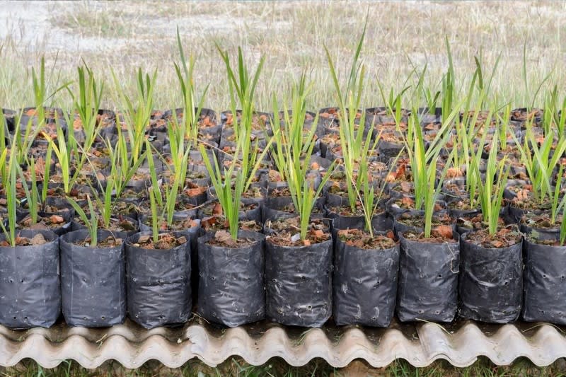 Exotic Wholesale Nursery + Freehold Land | Sunshine Coast | $2M Sales, $402K Profit. Exotic Wholesale Nursery + Freehold Land | Sunshine Coast | $2M Sales, $402K Profit.