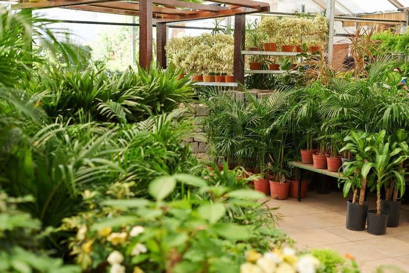 Exotic Wholesale Nursery + Freehold Land | Sunshine Coast | $2M Sales, $402K Profit. Exotic Wholesale Nursery + Freehold Land | Sunshine Coast | $2M Sales, $402K Profit.