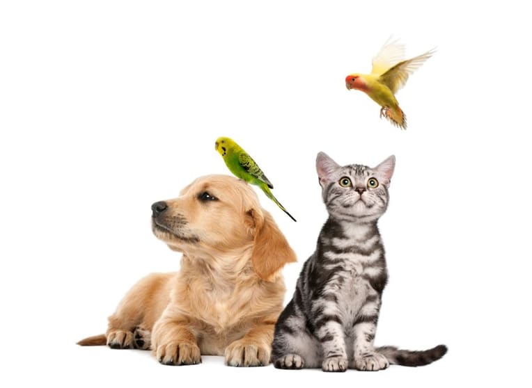 Dog Grooming & Pet Supplies Dog Grooming & Pet Supplies