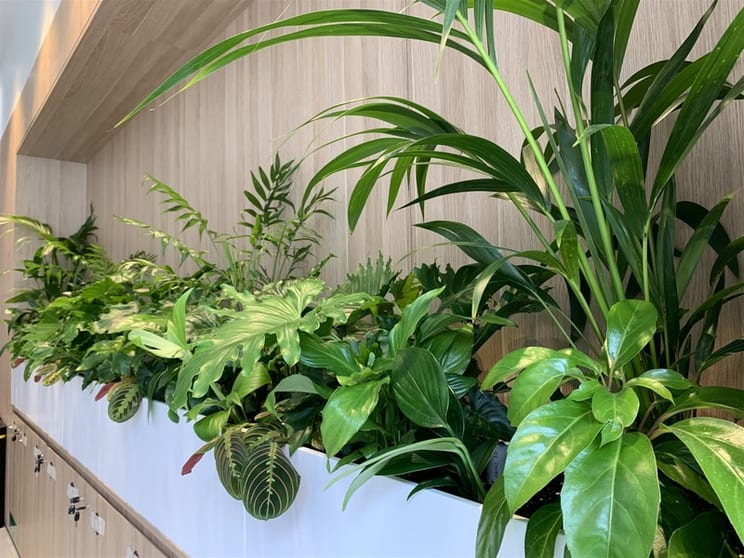 High-Margin Plant Service Business