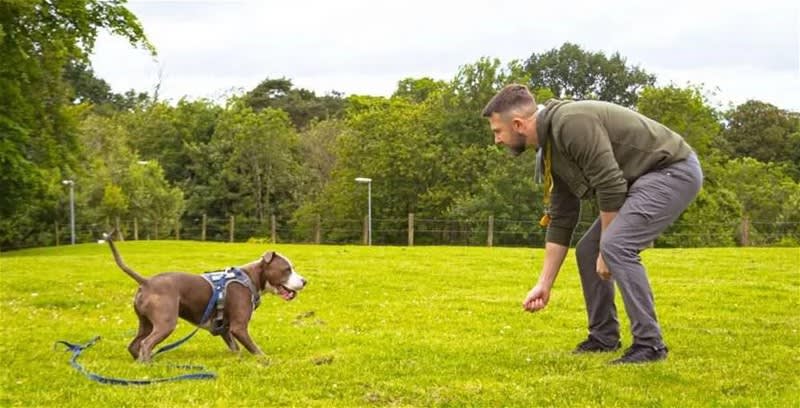 Bark Busters Dog Training Franchise Bark Busters Dog Training Franchise
