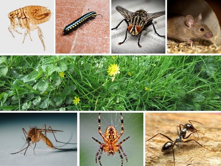 Pest and weed service with established clientele Pest and weed service with established clientele
