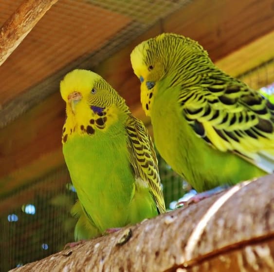 Pet Industry Specialty Retail Business  Exceptional National Expansion Opportunity