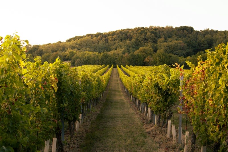 Established Winery & Vineyard Business on 20 Acres in Emerald VIC  Freehold Included [2604222]