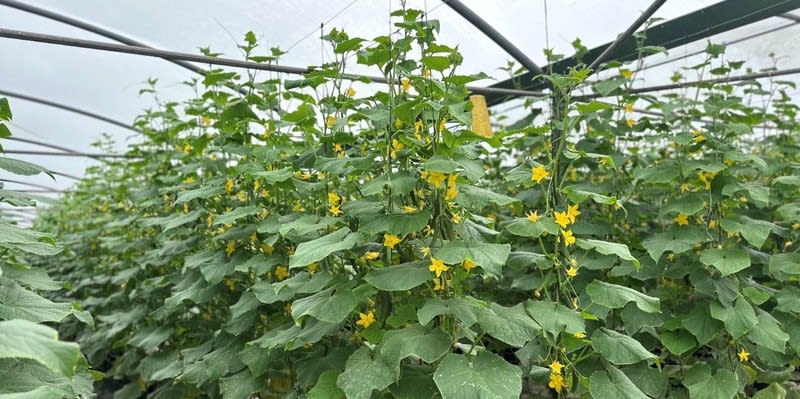 Leppington Vegetable Farm for Sale Leppington Vegetable Farm for Sale