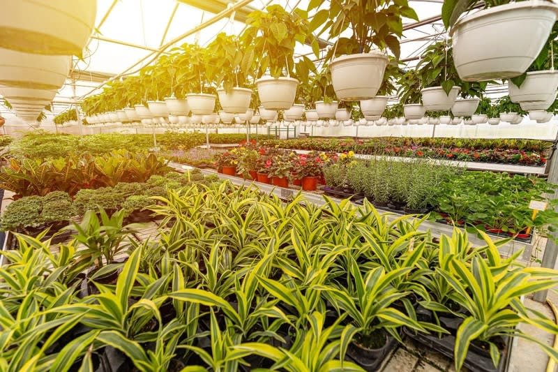 Horticulture, Nursery and Agriculture Businesses for Sale.