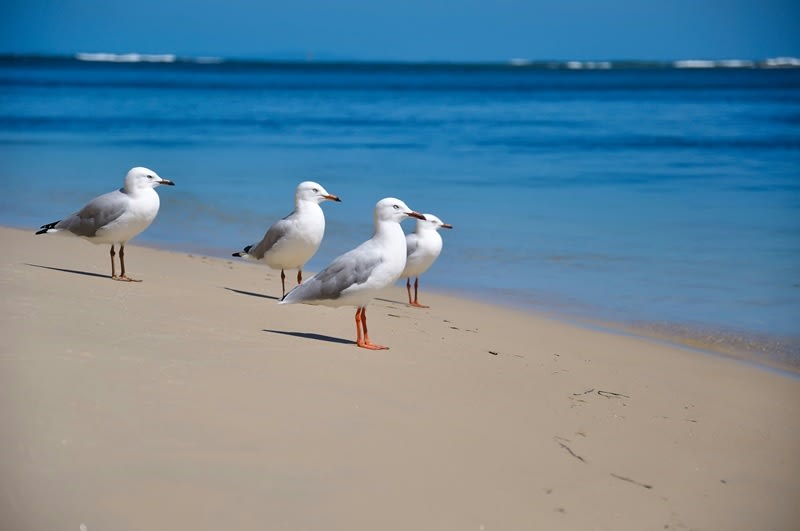 Under Contract - Luxury Coastal Management Rights - ID 9227 Under Contract - Luxury Coastal Management Rights - ID 9227