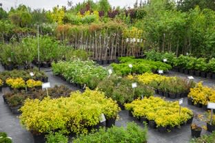 Profitable Regional Nursery | Semi-Passive Operation | Central Victoria Profitable Regional Nursery | Semi-Passive Operation | Central Victoria