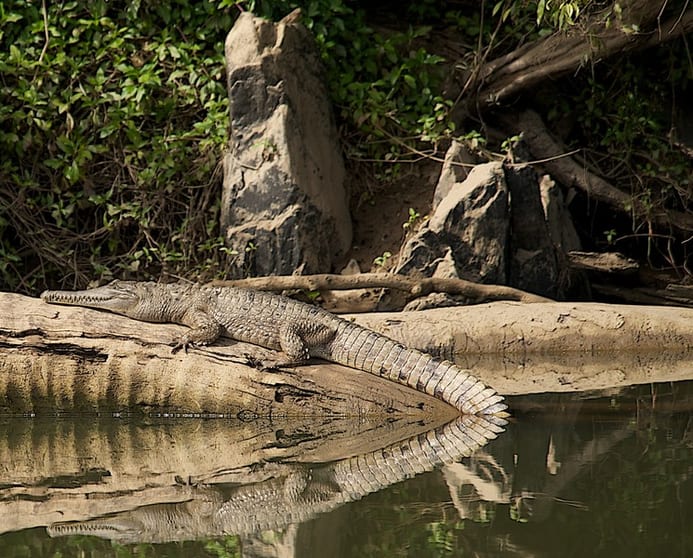 The closest Wet Tropics World Heritage river-based experience to Cairns The closest Wet Tropics World Heritage river-based experience to Cairns