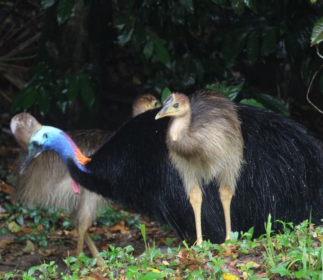 The closest Wet Tropics World Heritage river-based experience to Cairns The closest Wet Tropics World Heritage river-based experience to Cairns