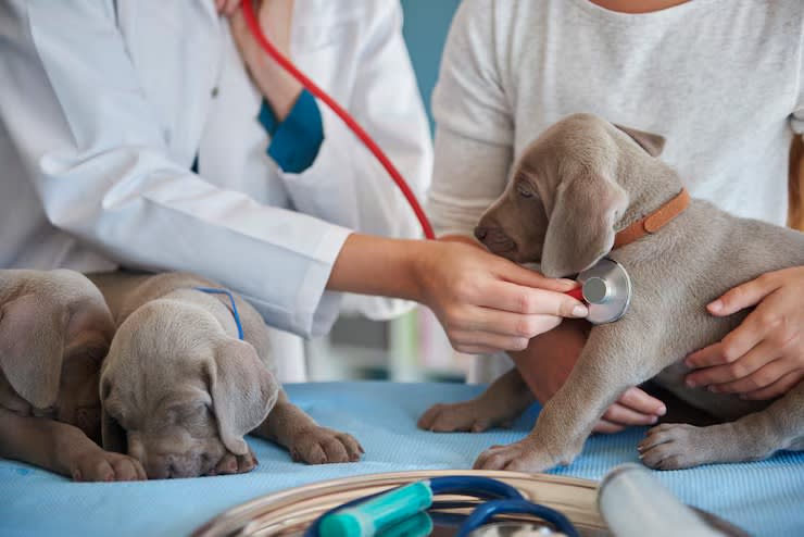 Established Veterinary Practice running Under Management! Established Veterinary Practice running Under Management!