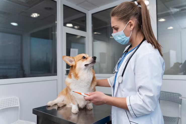 Established Veterinary Practice running Under Management! Established Veterinary Practice running Under Management!