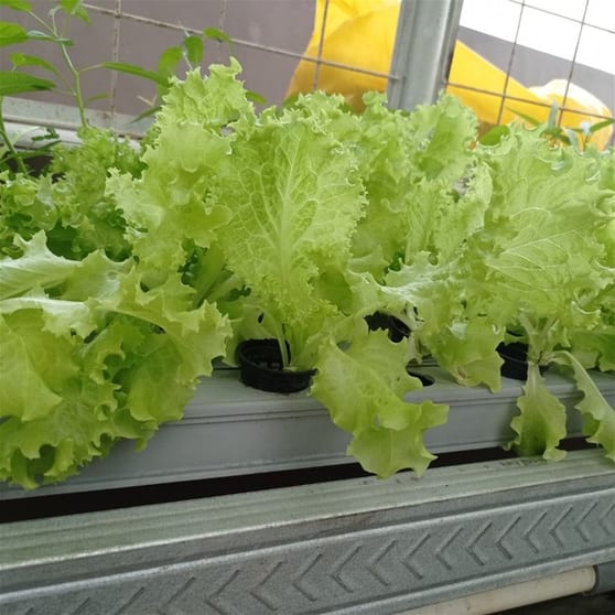 Tasmania's Long - Established Hydroponics Business Tasmania's Long - Established Hydroponics Business