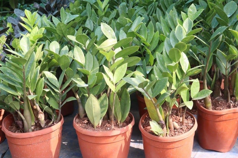Established Wholesale Nursery with Freehold Byron Bay Hinterland Established Wholesale Nursery with Freehold Byron Bay Hinterland