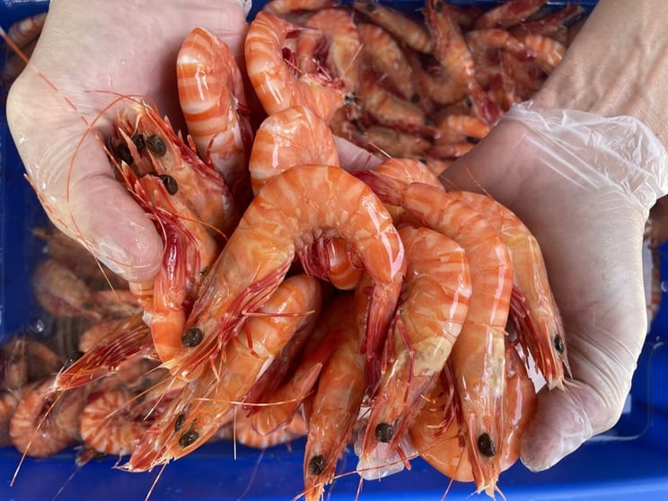 Established Mobile Seafood Business | 3 Turnkey Outlets Included Established Mobile Seafood Business | 3 Turnkey Outlets Included