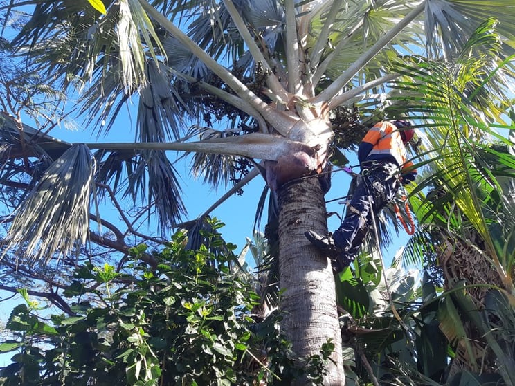 Two Long-Established Arborist Businesses with Strong Cashflow & Major Contracts Two Long-Established Arborist Businesses with Strong Cashflow & Major Contracts