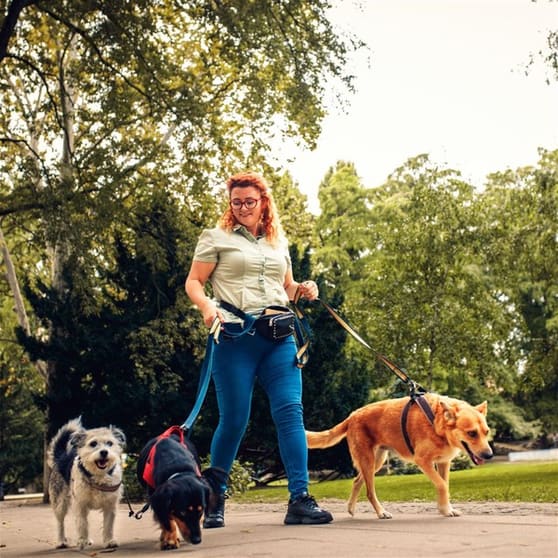 Lifestyle Dog Walking Business Lifestyle Dog Walking Business