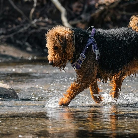 Lifestyle Dog Walking Business Lifestyle Dog Walking Business