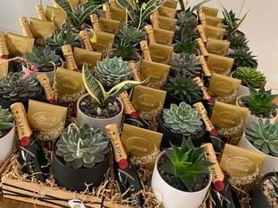 Succulent Surprise - Established Online Plant Store and Gifting Brand - National Opportunity Succulent Surprise - Established Online Plant Store and Gifting Brand - National Opportunity