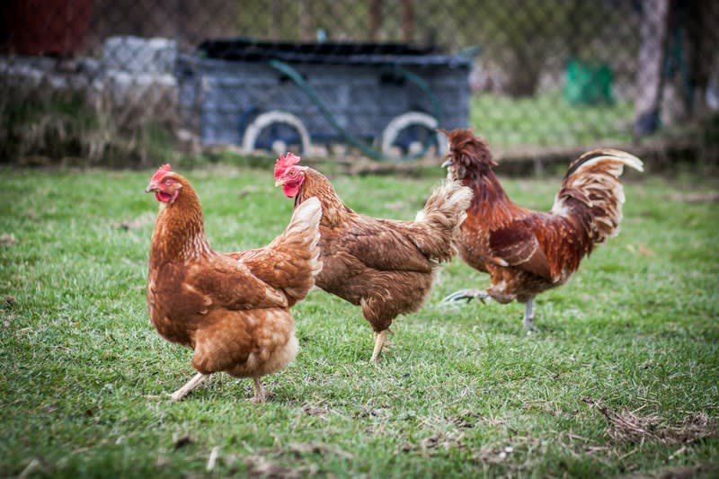 Established Produce, Rural, Pet & Garden Supplies store
